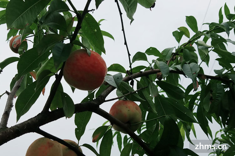 无锡白凤水蜜桃什么时候大量上市