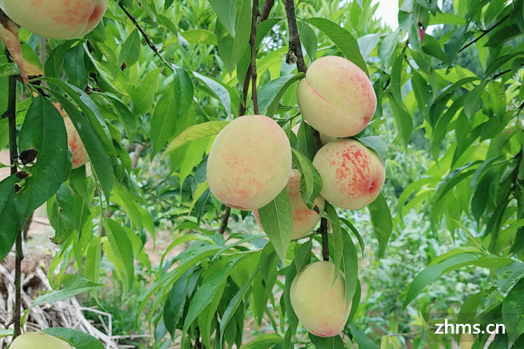 无锡白凤水蜜桃什么时候大量上市