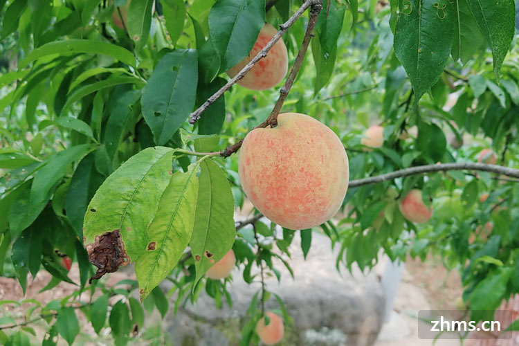 桃子可以做什么夏天的食品