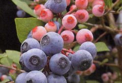 蓝莓有哪些品种-蓝莓种类大全图片(图文详解)