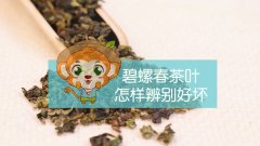 碧螺春茶叶怎样辨别好坏