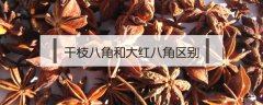 干枝八角和大红八角区别