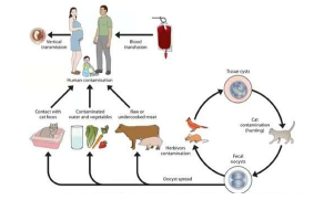 澳大利亚人因吃生肉或稀有肉类而面临弓形虫病风险