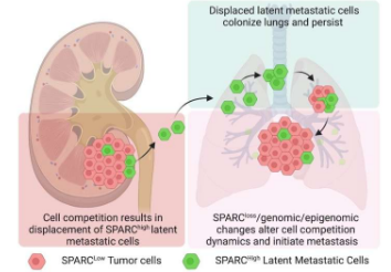 研究表明细胞竞争可以解释癌症复发