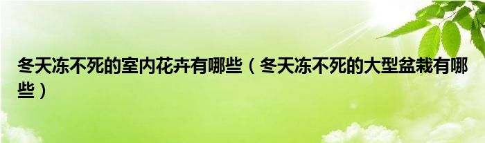 冬天冻不死的室内花卉有哪些（冬天冻不死的大型盆栽有哪些）