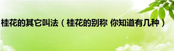 桂花的其它叫法（桂花的别称 你知道有几种）