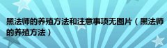 黑法师的养殖方法和注意事项无图片（黑法师的养殖方法）