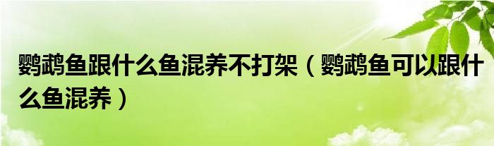 鹦鹉鱼跟什么鱼混养不打架（鹦鹉鱼可以跟什么鱼混养）