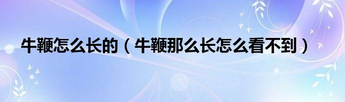 牛鞭怎么长的（牛鞭那么长怎么看不到）