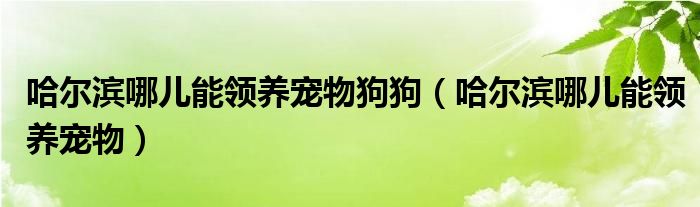 哈尔滨哪儿能领养宠物狗狗（哈尔滨哪儿能领养宠物）