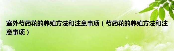 室外芍药花的养殖方法和注意事项（芍药花的养殖方法和注意事项）