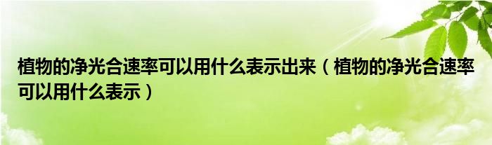 植物的净光合速率可以用什么表示出来（植物的净光合速率可以用什么表示）