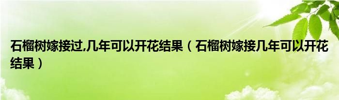 石榴树嫁接过,几年可以开花结果（石榴树嫁接几年可以开花结果）