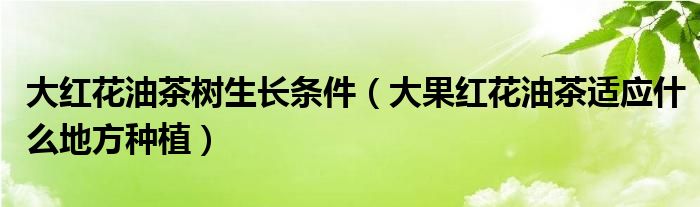 大红花油茶树生长条件（大果红花油茶适应什么地方种植）