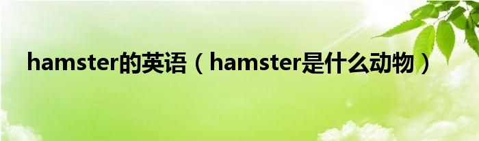 hamster的英语（hamster是什么动物）