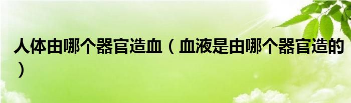 人体由哪个器官造血（血液是由哪个器官造的）