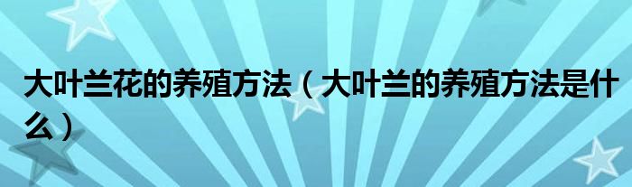 大叶兰花的养殖方法（大叶兰的养殖方法是什么）