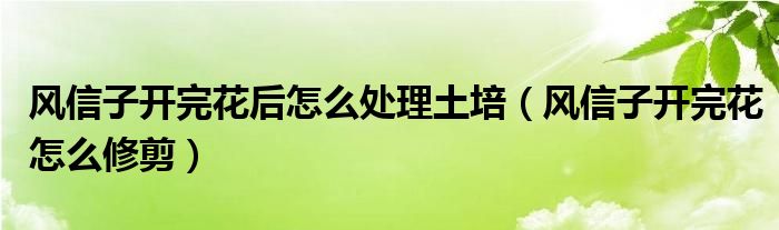 风信子开完花后怎么处理土培（风信子开完花怎么修剪）