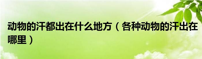 动物的汗都出在什么地方（各种动物的汗出在哪里）