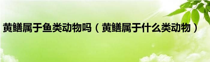 黄鳝属于鱼类动物吗（黄鳝属于什么类动物）