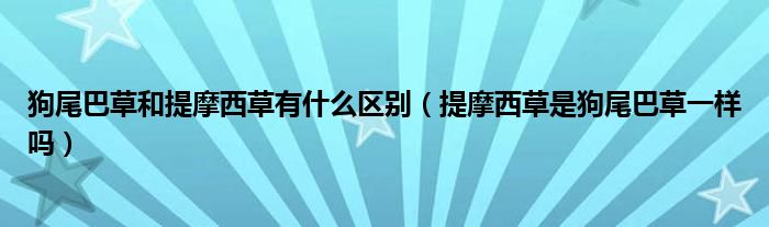 狗尾巴草和提摩西草有什么区别（提摩西草是狗尾巴草一样吗）