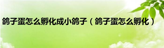 鸽子蛋怎么孵化成小鸽子（鸽子蛋怎么孵化）