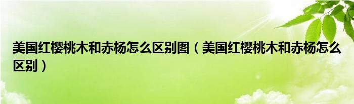 美国红樱桃木和赤杨怎么区别图（美国红樱桃木和赤杨怎么区别）