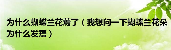 为什么蝴蝶兰花蔫了（我想问一下蝴蝶兰花朵为什么发蔫）