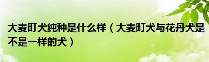 大麦町犬纯种是什么样（大麦町犬与花丹犬是不是一样的犬）