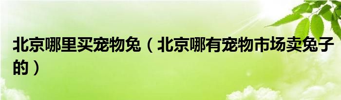 北京哪里买宠物兔（北京哪有宠物市场卖兔子的）