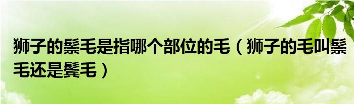 狮子的鬃毛是指哪个部位的毛（狮子的毛叫鬃毛还是鬓毛）