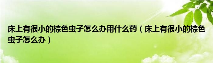 床上有很小的棕色虫子怎么办用什么药（床上有很小的棕色虫子怎么办）