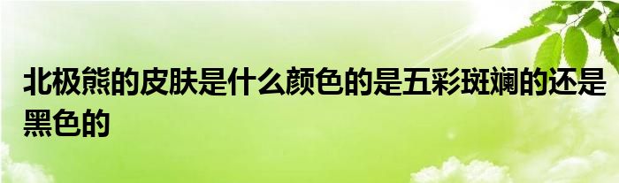 北极熊的皮肤是什么颜色的是五彩斑斓的还是黑色的