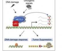 研究确定了促进p53信号传导和肿瘤抑制的新机制