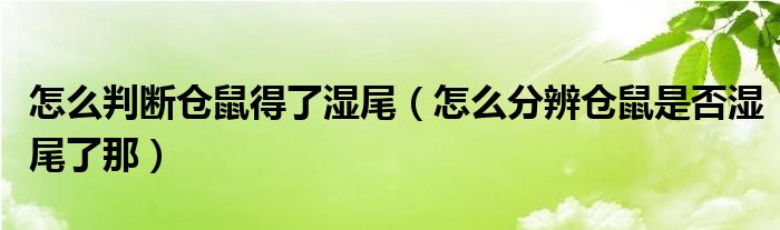 怎么判断仓鼠得了湿尾（怎么分辨仓鼠是否湿尾了那）