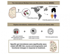 数十种与多发性硬化症相关的肠道细菌