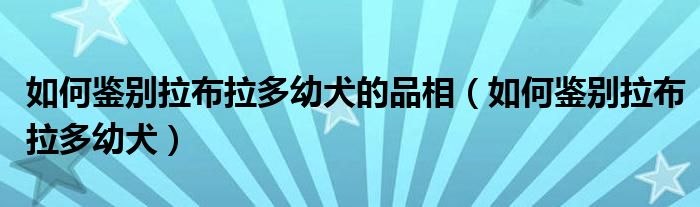 如何鉴别拉布拉多幼犬的品相（如何鉴别拉布拉多幼犬）