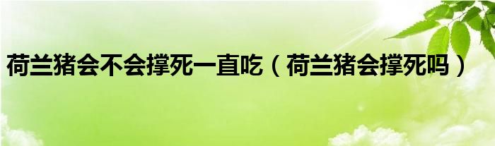 荷兰猪会不会撑死一直吃（荷兰猪会撑死吗）