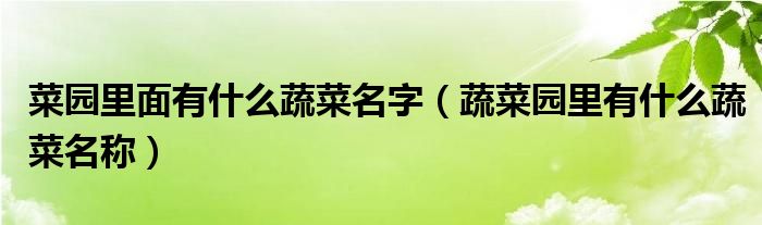 菜园里面有什么蔬菜名字（蔬菜园里有什么蔬菜名称）