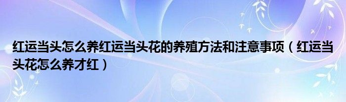 红运当头怎么养红运当头花的养殖方法和注意事项（红运当头花怎么养才红）