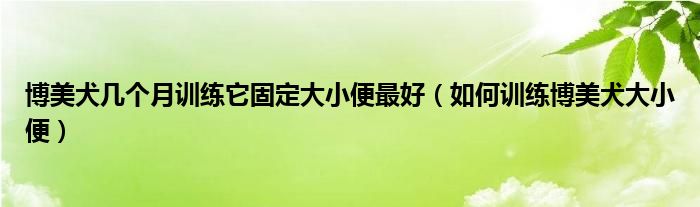 博美犬几个月训练它固定大小便最好（如何训练博美犬大小便）