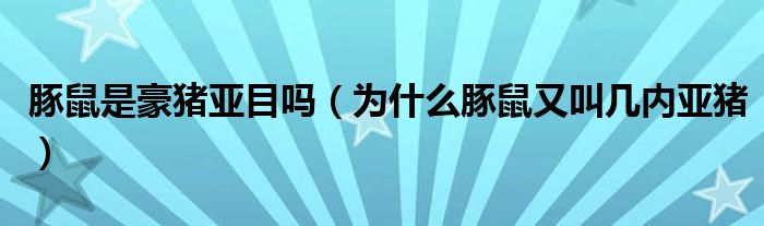 豚鼠是豪猪亚目吗（为什么豚鼠又叫几内亚猪）