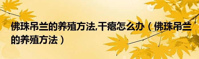 佛珠吊兰的养殖方法,干瘪怎么办（佛珠吊兰的养殖方法）