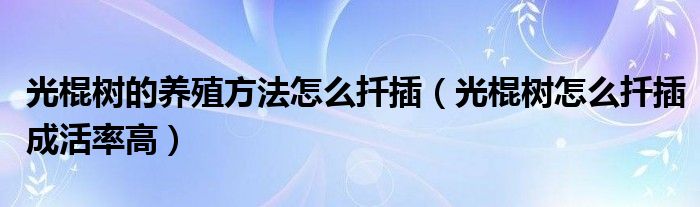 光棍树的养殖方法怎么扦插（光棍树怎么扦插成活率高）