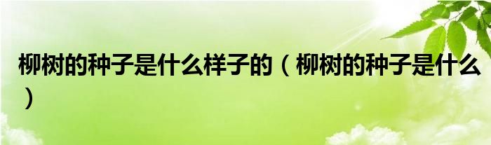 柳树的种子是什么样子的（柳树的种子是什么）