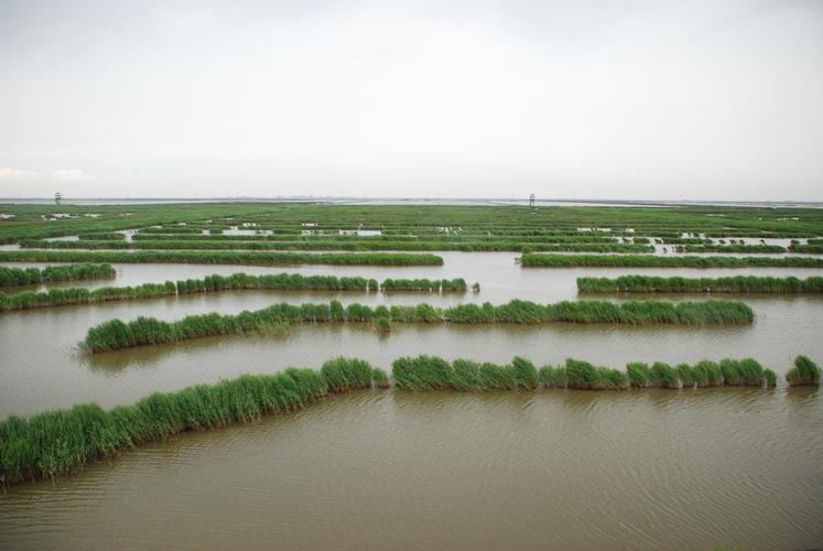 保护湿地的意义是什么