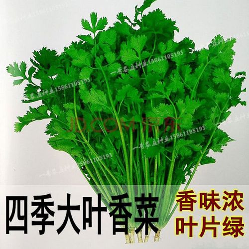 芫荽和香菜有什么区别