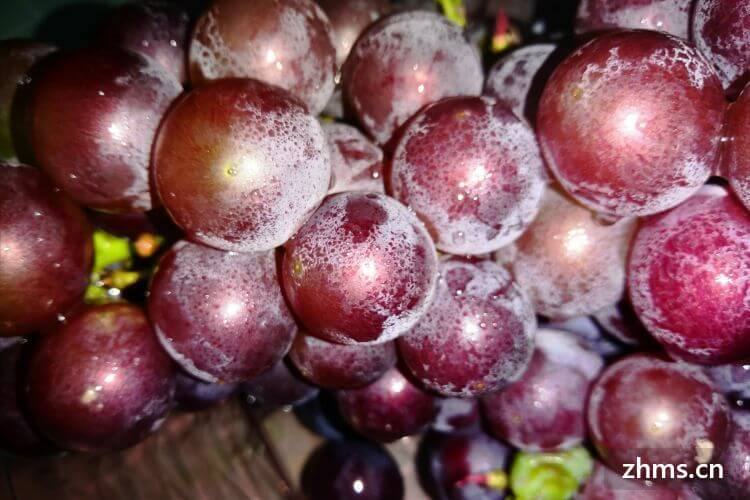 红葡萄品种可以分为几种(红葡萄品种可以酿白葡萄酒吗)