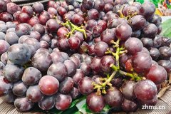 红葡萄品种可以分为几种(红葡萄品种可以酿白葡萄酒吗)